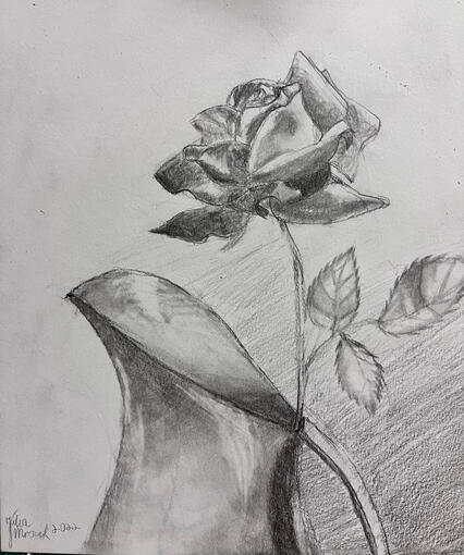 Rose in Vase Study, Pencil 2022